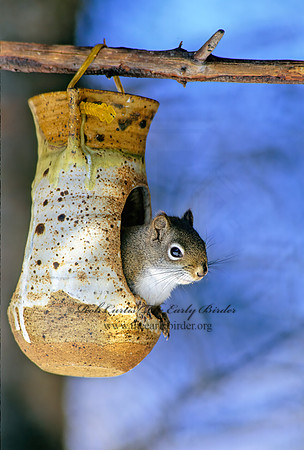 Tamiasciurus hudsonicus  AMERICAN RED SQUIRREL  162133 z