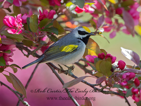Vermivora chyrsoptera  GOLDEN-WINGED WARBLER 9029963z