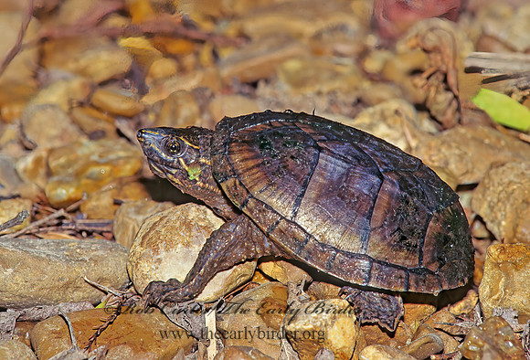 Sternotherus odoratus  EASTERN MUSK TURTLE 171426z
