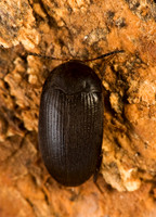 Eustrophopsis confinis 8007069z