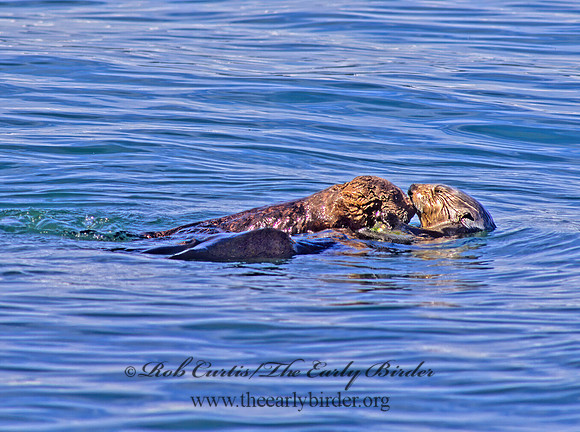 Enhydra lutris kenyoni  NORTHERN SEA OTTER 229836 z