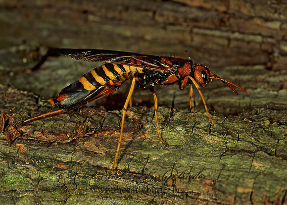 Tremex columba 80804z