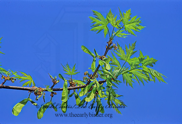 Acer saccharinum  SILVER MAPLE 280207z