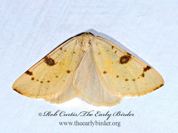 Hesperumia sulphuraria SULFUR MOTH 6027745z