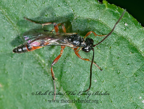 Campopleginae 8031496z