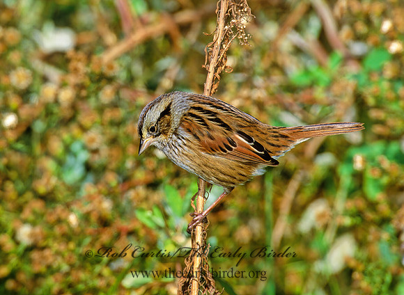 Melospiza georgiana  SWAMP SPARROW 1277925z
