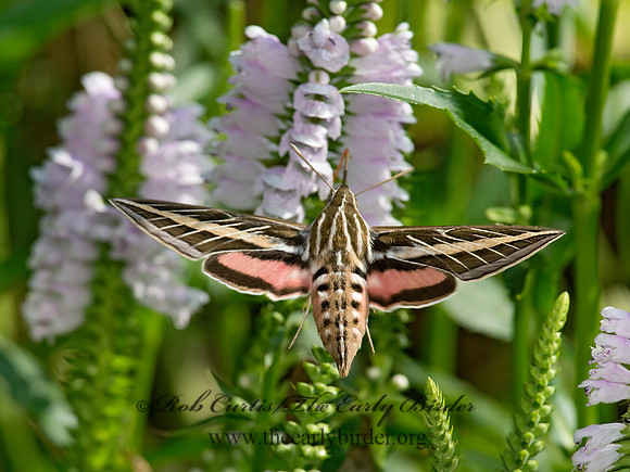 Hyles lineata  WHITE-LINED SPHINX 9014131 z