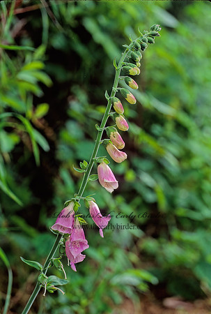 Digitalis purpurea  FOXGLOVE 130534z