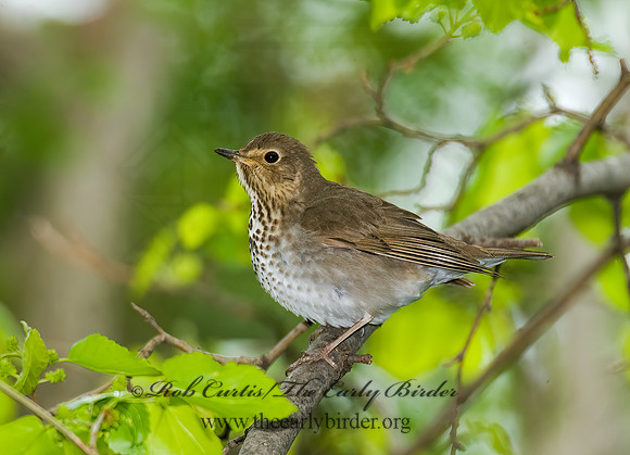 Catharus ustulatus  SWAINSON'S THRUSH 8013728z