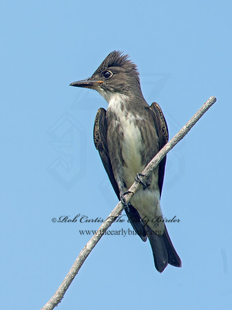 Contopus cooperi  OLIVE-SIDED FLYCATCHER 9003958z