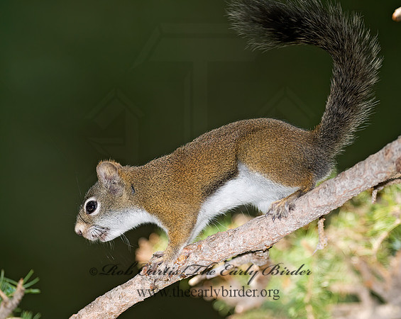 Tamiasciurus hudsonicus  AMERICAN RED SQUIRREL  6027774 z