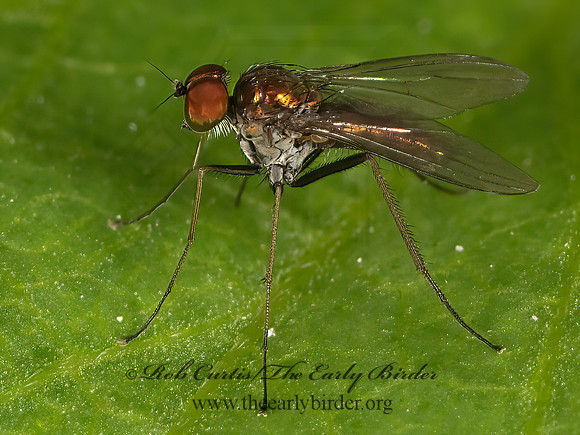 Diaphorini  LONG-LEGGED FLY 3041541z