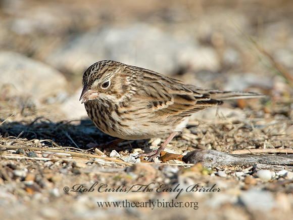 Pooecetes gramineus  VESPER SPARROW 9053808z