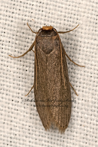 Achroia grisella  LESSER WAX MOTH 3041852z