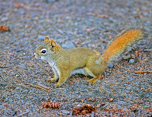 Tamiasciurus hudsonicus  AMERICAN RED SQUIRREL  233508 z