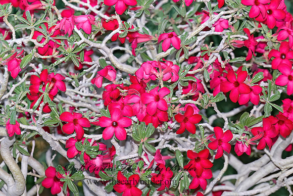 Adenium obesum  DESERT ROSE 6025555z
