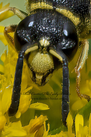 Euodynerus foraminatus  MASON WASP 3041597z