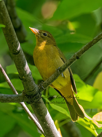 Piranga rubra SUMMER TANAGER 9091044z