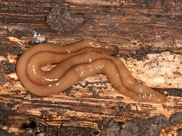 Bipalium adventitium  TERRESTRIAL PLANARIAN WORM 3014847z