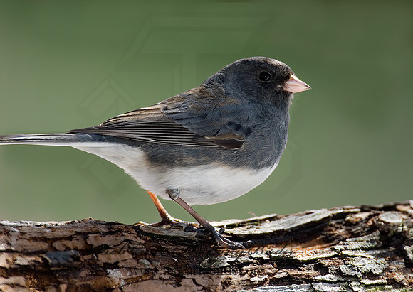 Junco hyemalis   DARK-EYED JUNCO 6001056z