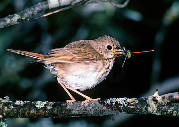 Catharus guttatus  HERMIT THRUSH 177219z