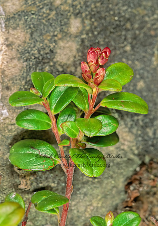 Arctostaphylos uva-ursi  COMMON BEARBERRY 238023z