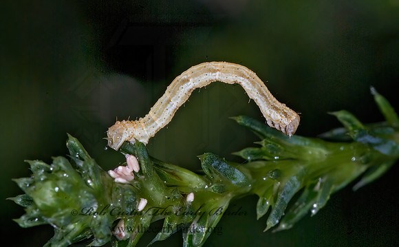 Pleuroprucha insulsaria  COMMON TAN WAVE 6013528z