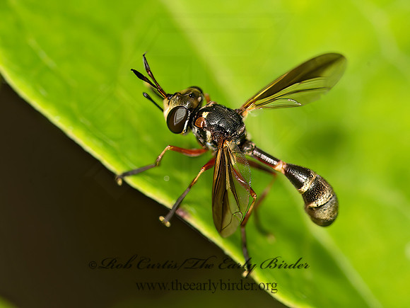 Physoconops brachyrhynchus  THICK-HEADED FLY 9048031z