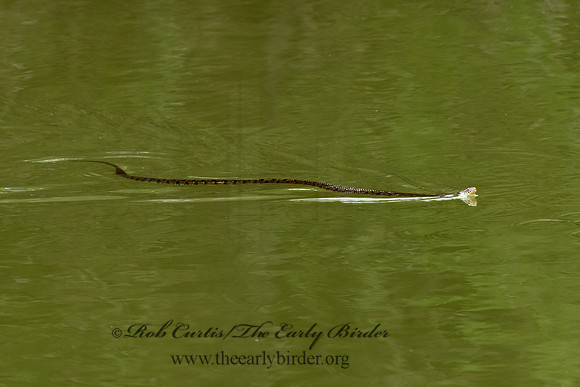 Nerodia rhombifer  DIAMONDBACK WATER SNAKE 3031837z