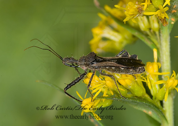 Sinea diadema  SPINED ASSASSIN BUG 6016452z