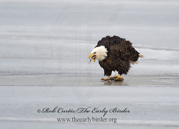 Haliaeetus leucocephalus  BALD EAGLE 8000612z