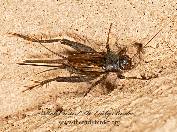 Allonemobius  GROUND CRICKET 3023188z