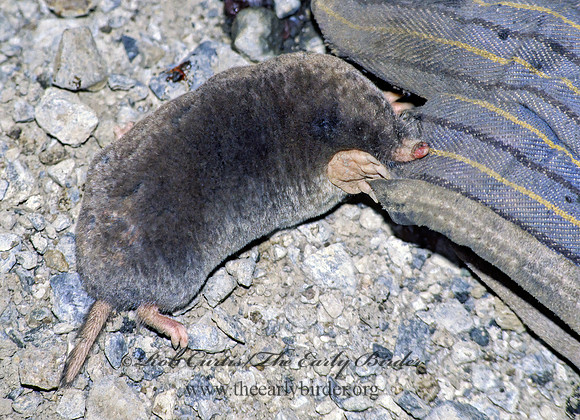 Scapanus latimanus  BROAD-FOOTED MOLE 129829z