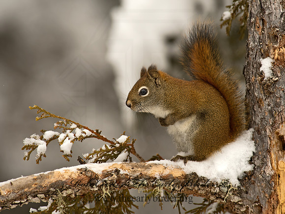 Tamiasciurus hudsonicus  AMERICAN RED SQUIRREL  9008492 z