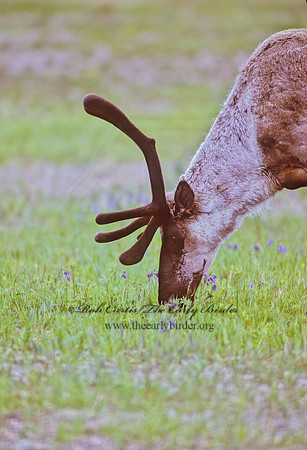 Rangifer tarandus  CARIBOU 235908z