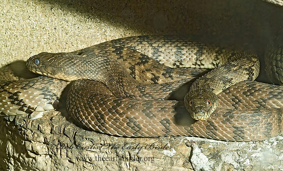 Nerodia rhombifer  DIAMONDBACK WATER SNAKE 4002056z