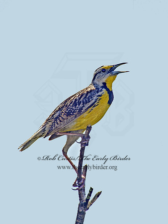 Sturnella magna  EASTERN MEADOWLARK 255001z