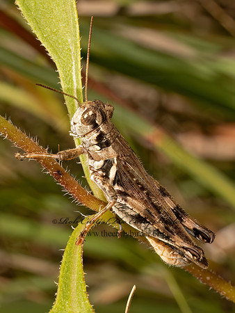 Melanoplus bispinosus 2-SPINED SPUR-THROATED GRASSHOPPER 9082736z