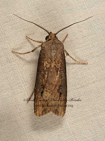 Agrotis ipsilon  IPSILON DART 9049976z
