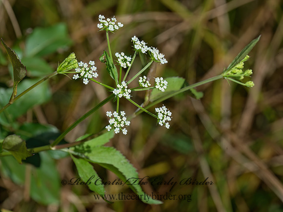 Aegopodium podagraria  WILD MASTERWORT 9040586z