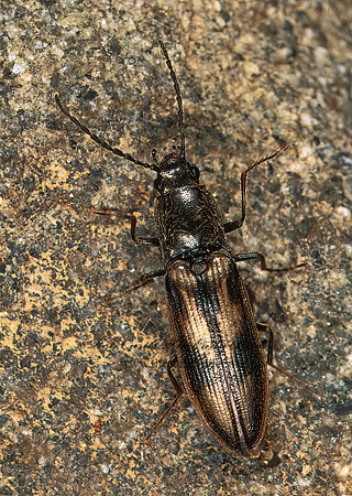 Ctenicera umbripennis 149607z