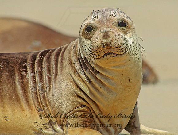 Mirounga angustirostris  NORTHERN ELEPHANT SEAL 110807z