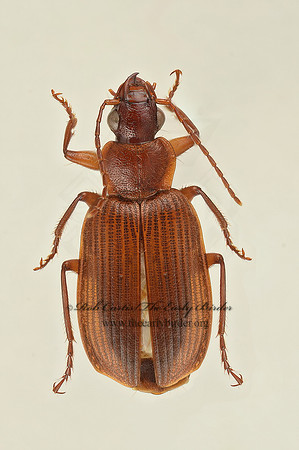 Cymindis latiuscula  group 9019294 sz