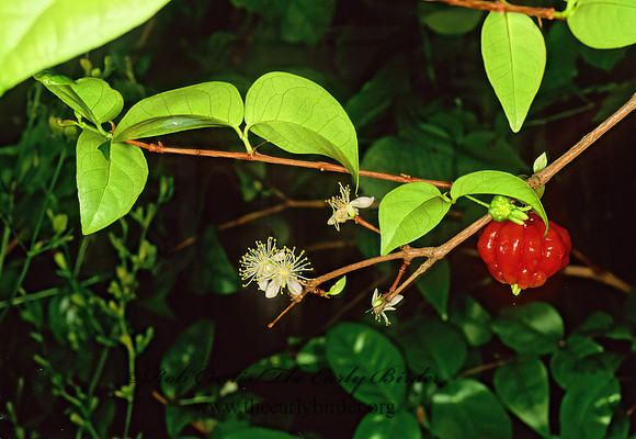 Eugenia uniflora  SURINAM CHERRY 248109z
