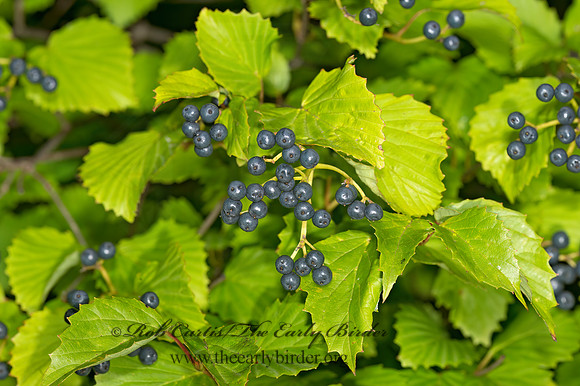 Viburnum dentatum  BLUE MUFFIN VIBURNUM 9024348z
