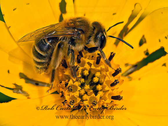 Andrena helianthi  SUNFLOWER ANDRENA 9052836z