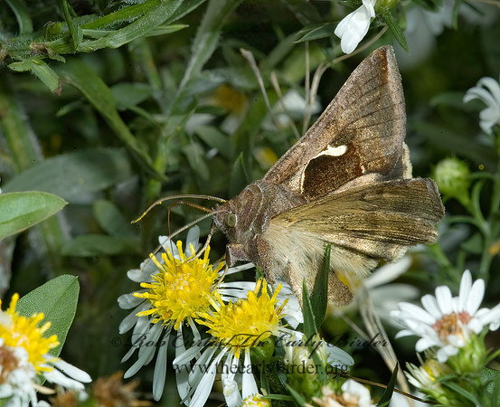Anagrapha falcifera  CELERY LOOPER MOTH 5016120z