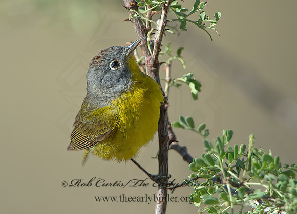 Oreothlypis ruficapilla  NASHVILLE WARBLER 9056605z