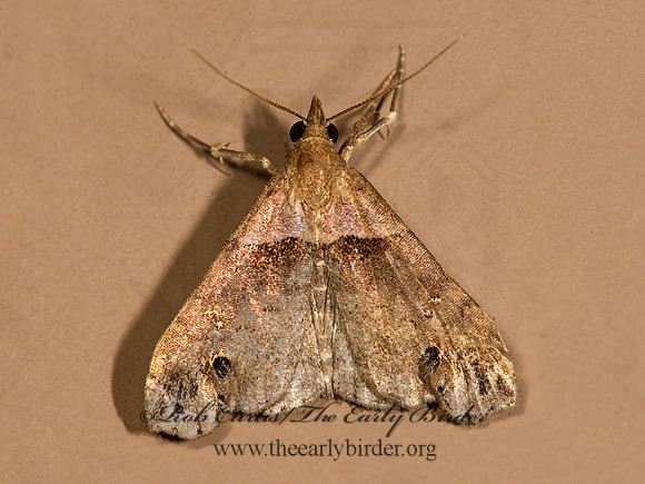 Lascoria ambigualis HERMINIINAE EREBID MOTH 8017458z