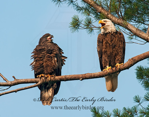 Haliaeetus leucocephalus  BALD EAGLE 3002935z